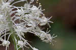 Eastern turkeybeard